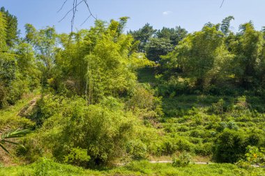 Yoğun bambu ve yapraklı ağaçlar Dien Bien Phu, Vietnam 'da parlak bir yamacı kaplar. Güneş ışığı yaprakların arasından süzülerek zengin yeşil dokuları ve gölgeleri olan canlı, doğal bir manzara yaratır..