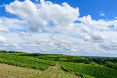 Geniş yeşil üzüm bağı yamaçları Pouilly sur Loire 'da geniş, dokulu bulutlarla dolu engin bir gökyüzünün altında açılır. Manzara açık, sakin ve gün ışığında yıkanmış gibi..
