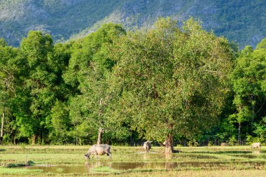 Su bufaloları, yemyeşil ağaçlar ve ormanlık tepelerle çevrili bir çeltik tarlasında otlar. Parlak güneş ışığı, Laos manzarasının tipik canlı yapraklarını ve sakin kırsal atmosferini vurgular.