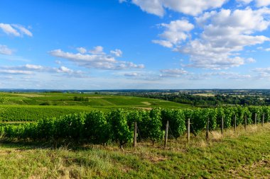 Pouilly sur Loire 'da dağınık bulutlarla dolu parlak mavi bir gökyüzünün altında yuvarlanan yeşil tepeler boyunca uzanan uzun üzüm bağları. Sahne güneşli ve geniş, kırsal bölgenin doğal güzelliğini ve sükunetini vurguluyor..