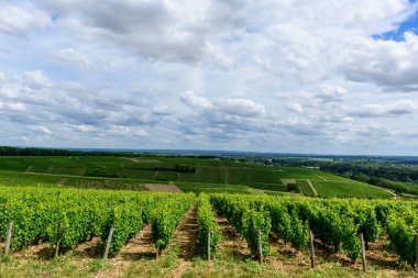 Pouilly sur Loire 'da katmanlı bulutlarla dolu dramatik bir gökyüzü altında yuvarlanan yeşil tepeler boyunca geniş üzüm sıraları uzanıyor. Açık manzara, gür dokuları ve canlı yaz atmosferini vurguluyor..