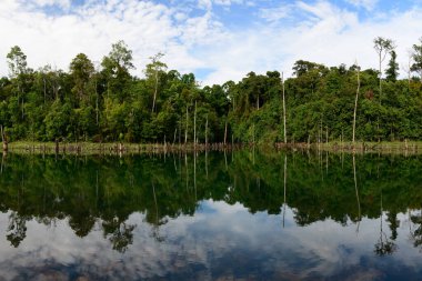 Uzun ağaçlar ve yoğun yeşil yapraklar durgun suyun kenarında uzanır. Şekilleri aşağıdaki cam yüzeyde mükemmel bir şekilde yansıtılır. Sahnede dikey gövdeler, canlı yeşillikler ve bulutlarla dağılmış bir gökyüzü var.