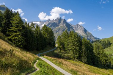 Yoğun yeşil çam ağaçları boyunca uzanan kıvrımlı patikalar parlak mavi gökyüzünün altındaki engebeli tepelere doğru uzanır ve sakin bir dağ manzarasının özünü yakalar..