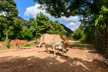 Bir grup inek yapraklı ağaçların gölgelediği toprak bir yol boyunca yürüyor, ormanlık tepeler ve arka planda parlak mavi bir gökyüzü var. Kırsal kesimde doğal dokular, dağınık gölgeler ve Laos kırsalının sakin atmosferi yer alıyor..