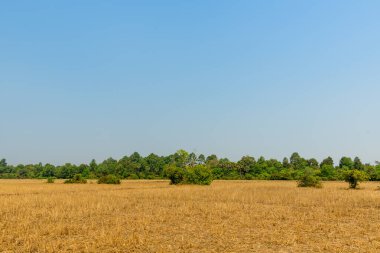 Kamboçya 'nın Angkor tapınağı bölgesini çevreleyen kırsal alanda yemyeşil ağaçlarla çevrili açık mavi gökyüzünün altında geniş bir altın sakal alanı. Sahne, düz tarım arazisini ve sakin, açık ortamı yakalıyor.