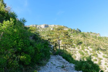 Engebeli bir taş patika, Navacelles Sirki 'ndeki çam ağaçları ve yoğun Akdeniz çalılarıyla kaplı yeşil bir yamaca tırmanıyor. Parlak sabah ışığı ve açık mavi gökyüzü kayalık araziyi ve doğal bitkileri aydınlatıyor..