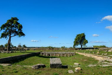 İtalya 'nın Paestum kentindeki forumun antik taş temelleri ve dağınık blokları geniş açıdan görülüyor. Çimenli arkeolojik alan, açık mavi gökyüzünün altında açık alan ve tarihi dokuları vurgulayan iki yalnız ağaçla benekli..