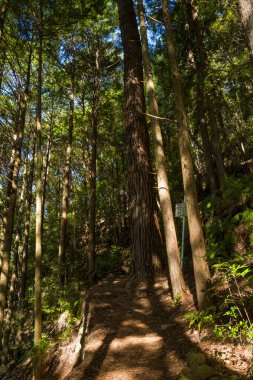 Dar bir orman yolu yükselen sedir ağaçlarının altından esiyor. Güneş ışığı yoğun gölgelerin arasından akıyor ve yeryüzüne gölgeler saçıyor. Huzurlu manzara doğal dokular ve canlı yeşilliklerle dolu..