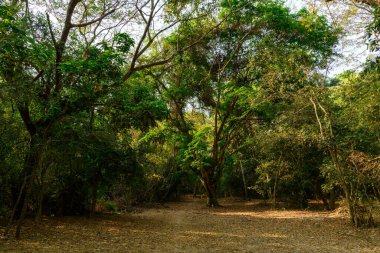 Uzun ağaçlar ve filtrelenmiş güneş ışığıyla dolu sık ormanlık alanda sakin bir toprak yol esiyor ve Kamboçya 'daki ünlü Angkor tapınağı kompleksi yakınlarında sakin bir atmosfer yaratıyor. Toprak kuru yapraklarla kaplıyken yemyeşil yapraklar doğal bir bitki oluşturur.