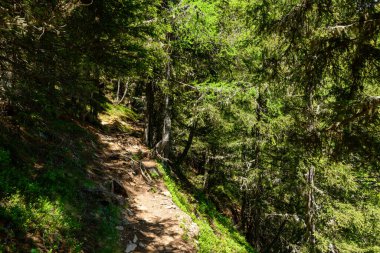 Dar bir yürüyüş yolu, bereketli yeşil dalların arasından akan güneş ışığıyla ve toprak zemindeki döküm şekilleriyle kalın alp ormanlarında dolaşır. Yosun ve kökler sakin dağ sahnesine doku ekler.