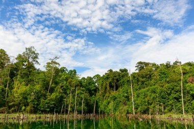 Yoğun yeşil orman, aşağıdaki sakin suda yansıtılan uzun ağaç gövdeleri ve canlı yapraklarıyla Nam Theun 2 rezervuarının kenarına uzanır. Dağılmış bulutlar parlak mavi bir gökyüzünde sürükleniyor, Laos 'un merkezindeki bu sakin atmosferi güçlendiriyor..