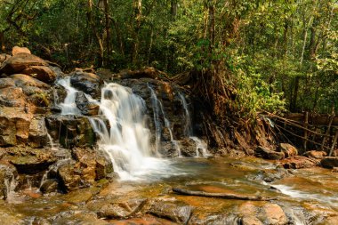 Küçük bir şelale karanlık kayaların üzerinden geçerek yoğun ormanlarla çevrili sığ bir havuza akar ve Laos 'un güneyindeki Tad Tayicsua' da ağaç kökleri açığa çıkar. Sıcak güneş ışığı, bu tenha doğal ortamda topraksı dokuları ve yemyeşil yaprakları vurgular..