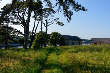 Dar yeşil bir yol, Berder Adası 'ndaki rüzgarlı çam ağaçlarıyla çevrili berrak yaz gökyüzü altında sakin suların yanına kurulmuş mavi kepenkleri olan eski taş evlere doğru esiyor..