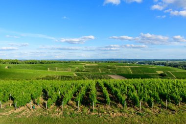Canlı yeşil üzüm bağları, Pouilly sur Loire 'da dağınık bulutlarla birlikte parlak mavi bir gökyüzünün altında yavaşça yuvarlanan tepeler boyunca geometrik bir yama oluşturur. Güneş ışığıyla aydınlanan manzara açık, taze ve huzurlu hissettiriyor..