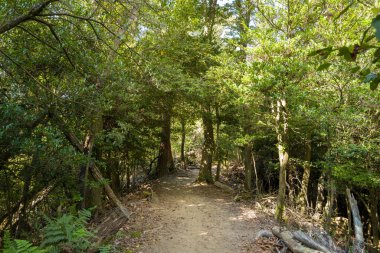 Toprağın dolambaçlı yolu Daimonji Dağı, Kyoto 'daki yoğun yeşil ormanlık alandan geçer. Güneş ışığı yapraklı dalların arasından akar ve orman zeminine yumuşak gölgeler bırakır..