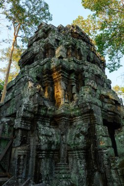 Sıcak güneş ışığı, Kamboçya 'nın Angkor kentindeki uzun orman ağaçlarıyla çevrili Ta Nei Tapınağı' nın yıpranmış taş kulesinin karmaşık oymalarını aydınlatır. Sahne yosunlu duvarcılık, yontulmuş detaylar ve tarihi mimarinin etkileşimini vurguluyor.