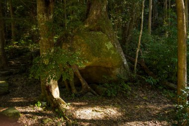 Kumano Kodo patikası boyunca gölgeli bir ormanlık alanda kalın ağaç kökleri ile sarmalanmış büyük yosun kaplı kayalar. Benekli güneş ışığı, dokulu taş ve yoğun yeşil yaprakları vurguluyor. Huzurlu ve eski bir atmosferi çağrıştırıyor..