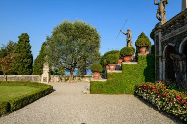 Olgun bir zeytin ağacı, Borromean Bahçeleri 'nde çakıl yollarının ve manikürlü çitlerin yanında duruyor. Klasik taş heykeller ve sarmaşık kaplı basamakları kaplayan terakotta ekicileri de var. Sahne, açık mavi bir gökyüzünün altında sabah güneşiyle yıkanır.