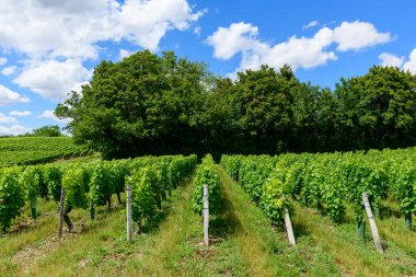 Düzgün sıralanmış üzümler, parlak mavi bir gökyüzünün altında dağınık bulutlarla çevrili yoğun ağaçlarla çevrili canlı yeşil sıralarda yetişir. Manzara taze, güneşli ve doğal canlılıkla dolu..