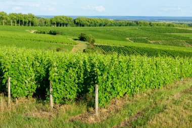 Pouilly sur Loire 'da uzak bir sıra yüksek ağaçla kayan tepeler boyunca uzanan canlı yeşil üzüm bağlarının geniş manzarası. Manzara bereketli ve güneşli, düzenli sıraları ve huzurlu kırsal atmosferi var..