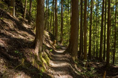 Japonya 'nın Wakayama kentindeki Kumano Kodo rotası boyunca uzanan ve yoğun tepe örtüsünden süzülen yumuşak ışıkla birlikte, uzun sedir ağaçları arasında dar bir toprak yol kıvrılır..