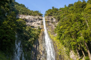 Japonya, Wakayama 'daki Nachi Şelaleleri' nde yoğun yeşil ormanlarla çevrili sarp kayalıklardan akan uzun ve dar bir şelale. Güneş ışığı kayanın dokusunu ve canlı yaprakları vurgular..
