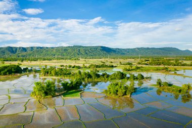 Sel basmış pirinç tarlalarının havadan görünüşü bereketli bir kırsal alanda düzensiz desenler oluşturuyor, dağınık ağaçlarla ve parlak mavi gökyüzünün altındaki uzak yeşil tepelerle sınırlandırılıyor. Sahne yansıtıcı su yüzeyleri, canlı yeşillik ve dingin