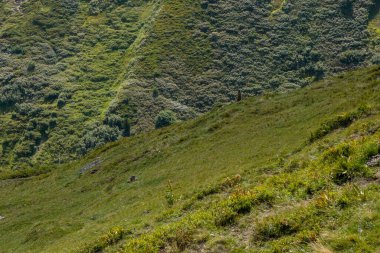 Yoğun yeşil bitki örtüsü, Val dAoste bölgesinde dokulu otlar ve düşük çalılarla kaplı, keskin eğimli bir yamacı kaplar..