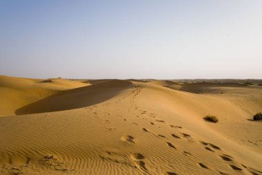 Hindistan 'ın Jaisalmer yakınlarındaki Thar Çölü' nde açık bir gökyüzünün altında dalgalanan ayak izlerinden oluşan altın kum tepecikleri. Nadir çalılar ve yumuşak gölgeler sakin ve geniş bir manzara yaratır..