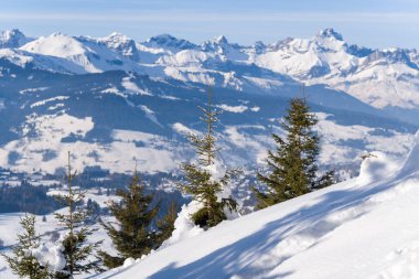 Birkaç köknar ağacı, açık mavi bir gökyüzünün altında, karla kaplı dağların panoramik manzarasına bakan güneşli bir yamaçta kar ile tozlanmış. Kış atmosferi, beyaz kar ve koyu yeşil Evergreens arasındaki zıtlığı vurgular..
