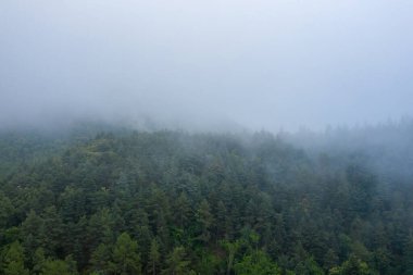 Yoğun sis Pireneler 'deki gür bir çam ormanında sürükleniyor, ağaç tepelerinin hatlarını yumuşatıyor ve gizemli, sakin bir hava yaratıyor. Durgun ışık, manzaranın zengin yeşil renklerine ve doğal dokusuna vurgu yapıyor..