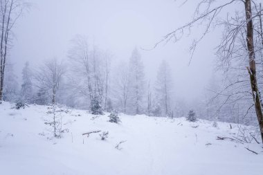 Geniş, karlı bir açıklık Haut Folin 'deki Morvan' da çıplak ve yemyeşil ağaçlardan oluşan sisli bir ormana açılıyor. Yumuşak sis ve soluk kış ışığı narin dokularla sakin ve ruhani bir atmosfer yaratır..