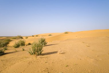 Yeşil çöl çalıları, Hindistan 'ın Jaisalmer yakınlarındaki Thar Çölü' nde açık mavi bir gökyüzünün altında yuvarlanan altın kum tepecikleri boyunca büyür. Manzara parlak, kurak ve en az bitki örtüsü ve yumuşak gölgelerle dolu..