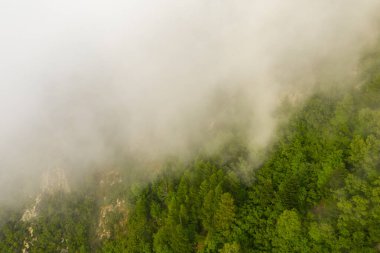 Yoğun sis, dik bir dağ yamacındaki canlı yeşil bir ormanın üzerinde sürükleniyor ve Pireneler 'de gizemli ve atmosferik bir manzara yaratıyor. Yeşillik, sislerin arasından süzülen yumuşak ve dağınık ışıkla çelişiyor..