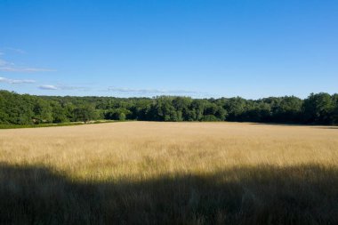 Açık mavi gökyüzünün altında, Morvan kırsalında sık yeşil ormanlarla çevrili, geniş, altın çimenli bir alan. Sahne, yumuşak gölgeler ve doğal yaz dokularıyla güneşli ve huzurlu..