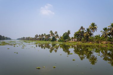 Durgun su, Kerala 'daki Alappuzha durgun sularının verimli kıyıları boyunca uzanan yüksek palmiye ağaçları ve dağınık köy evlerini yansıtıyor. Yumuşak gün ışığı ve berrak gökyüzü sakin, tropikal bir atmosfer yaratır..