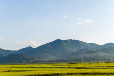 Dien Bien Phu 'da açık mavi bir gökyüzünün altında yoğun ormanlık tepelerin altında yumuşak sislerle yükselen düz bir vadi boyunca uzanan altın-yeşil pirinç çayırları. Manzara, yumuşak öğleden sonra ışığında taze, açık ve huzurlu hissettiriyor..