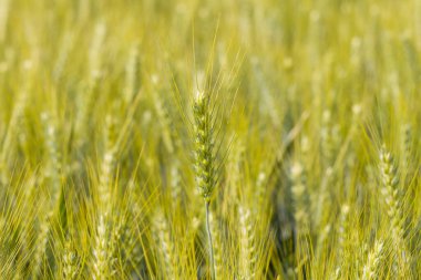 Yalnız bir arpa kulağı, yeşil ve sarı dikenli yoğun bir tarlanın ortasında dikilir, kırsal bölgede yumuşak doğal ışık ve nazik bulanıklıkla vurgulanır..