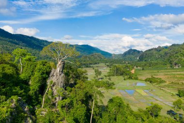 Su altında kalmış pirinç tarlaları ve açık vadilere tepeden bakan yemyeşil bir ormanın üzerinde büyük bir ağacın taçlandırdığı dramatik bir kireçtaşı oluşumu. Sahnede canlı bitki örtüsü, uzak tepeler ve tipik mavi gökyüzü yer alıyor.