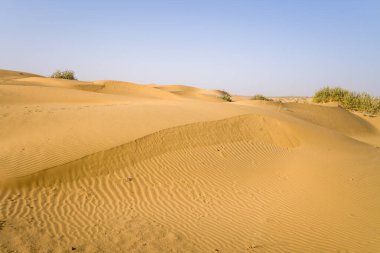 Hindistan 'ın Jaisalmer yakınlarındaki Thar Çölü' nde açık mavi bir gökyüzünün altında rüzgarın şekillendirdiği altın kum tepecikleri. İnce dalgalar ve yumuşak gün ışığı bir açıklık ve sükunet hissi yaratır..