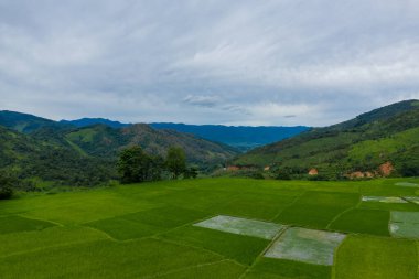 Geniş yeşil pirinç tarlaları, Laos kırsalında bulutlu bir gökyüzünün altında yuvarlanan tepeler ve sık ormanlarla çevrili kırsal bir vadi boyunca geometrik bir yama oluşturur. Sahne, katmanlı tarım arazileri, doğal dokular ve sakin bir araziyi ön plana çıkarıyor.