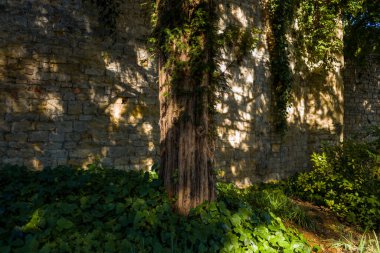 Altın güneş ışığı yapraklı dallardan süzülerek olgun bir ağacın arkasındaki dokulu taş duvara ve yoğun sarmaşık zemin örtüsüne karmaşık gölgeler bırakıyor. Kompozisyon, doğal desenleri, taşrayı ve gölgeli bir atmosferi vurguluyor.