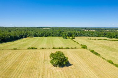 Açık bir çayırda duran tek bir ağacın havadan görünüşü. Çitlerle ve canlı mavi gökyüzünün altındaki geniş yeşil ormanlarla çevrili. Manzara parlak, ferah ve berrak yaz ışığı ile huzur dolu..
