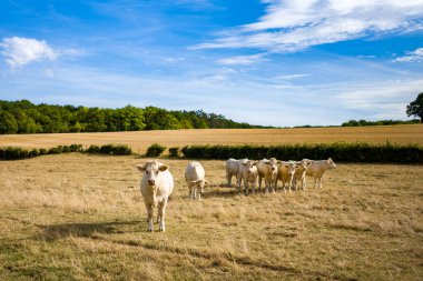 Bir grup beyaz Charolais ineği, dağılmış bulutlarla dolu, canlı mavi bir gökyüzünün altında, çitlerle ve ormanlarla çevrili, kuru, güneşli bir tarlada duruyor. Kırsal alanda altın çimenler, açık tarım arazileri ve orta Fransa 'nın tipik ağaç çizgileri bulunur.
