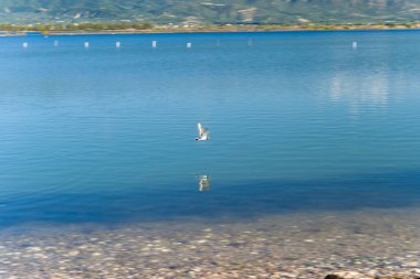 Tek bir martı, Yunanistan 'ın batısındaki Missolonghi tuz gölünün sakin mavi sularının üzerinde süzülerek süzülür. Çakıl taşları kıyı şeridini çiziyor ve uzak yeşil dağlar gün ışığında yükseliyor.