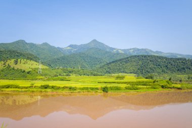 Altın yeşili pirinç tarlaları sakin, çamurlu bir nehrin yanında uzanır. Kuzey Vietnam 'daki açık mavi gökyüzünün altındaki ormanlık tepeleri ve uzak dağları yansıtır. Parlak güneş ışığı bereketli manzarayı ve huzurlu kırsal manzarayı vurgular.