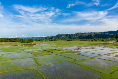 Geniş pirinç tarlaları yeşil ormanlarla ve parlak mavi gökyüzünün altındaki uzak kireçtaşı tepeleriyle çevrili laos kırsalında suyla parıldıyor. Sahne geometrik desenleri, gür bitki örtüsünü ve kırsal kesimin sakin atmosferini vurguluyor.