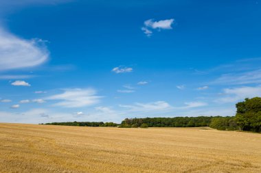 Altın sakallı geniş bir hasat alanı dağınık ince bulutlu, canlı mavi bir gökyüzünün altındaki sık, yeşil bir ormanlık alana doğru uzanıyor. Açık kırsal alan, orta Fransa 'nın tipik sakin ve mevsimsel geçişini anımsatıyor..