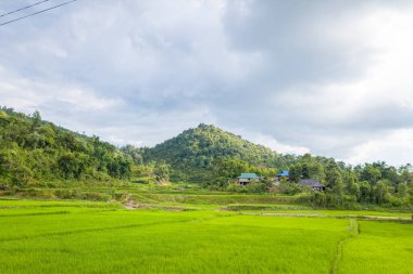 Açık yeşil pirinç tarlaları, Vietnam 'ın Dien Bien Phu şehrinde, bulutlu bir gökyüzünün altında, yemyeşil, ormanlık bir tepenin altındaki küçük bir kırsal ev kümesine doğru uzanıyor. Manzara, bulutların arasından süzülen yumuşak güneş ışığıyla canlı ve sakin.