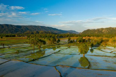Sabahın erken saatlerinde, sel basmış pirinç tarlalarında, dağınık ağaçlar ve uzak ormanlık tepelerle çevrili ılık tonlara rastlanır. Yansıtıcı su yüzeyleri ve yama alanı modelleri Güneydoğu Asya kırsalının sakin atmosferini vurguluyor.